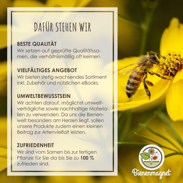 12x Samenbomben für eine farbenfrohe Bienenweide – Bild 2