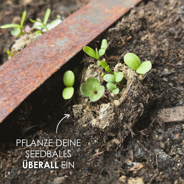 12x Samenbomben für eine farbenfrohe Bienenweide – Bild 5